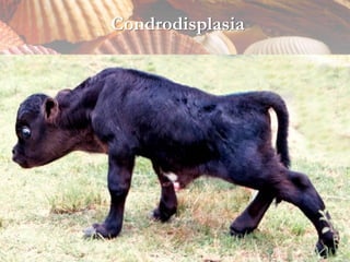 Condrodisplasia
 