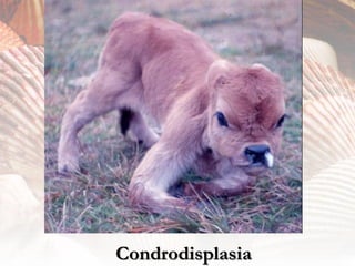 Condrodisplasia
 