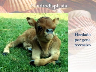 Condrodisplasia




                  Herdado
                  por gene
                  recessivo
 