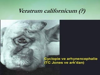 Veratrum californicum (?)
 