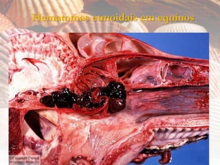 Hematomas etmoidais em equinos
 