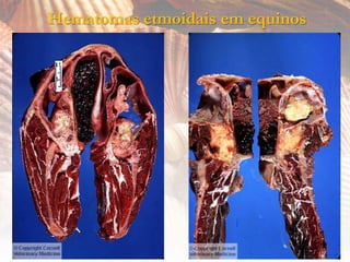 Hematomas etmoidais em equinos
 