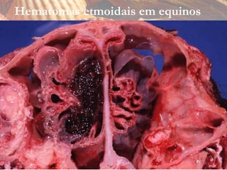 Hematomas etmoidais em equinos
 