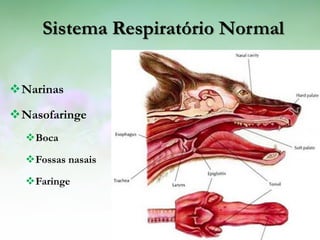 Sistema Respiratório Normal


Narinas

Nasofaringe
  Boca

  Fossas nasais

  Faringe
 