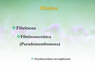Rinites


Fibrinosa
 Fibrinonecrótica
   (Pseudomembranosa)


         Fusobacterium necrophorum
 