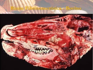 Rinite Fibrinonecrótica - Bovino
 