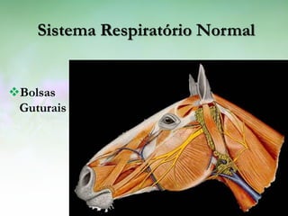 Sistema Respiratório Normal


Bolsas
 Guturais
 