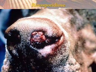 Rinosporidiose
 