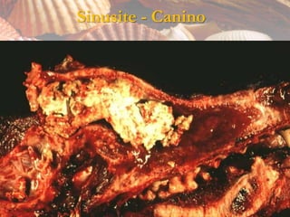 Sinusite - Canino
 