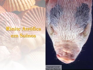 Rinite Atrófica
  em Suínos
 