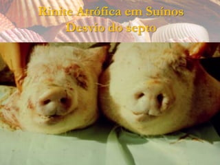 Rinite Atrófica em Suínos
     Desvio do septo
 