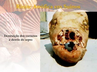 Rinite Atrófica em Suínos



Destruição dos cornetos
   e desvio do septo
 