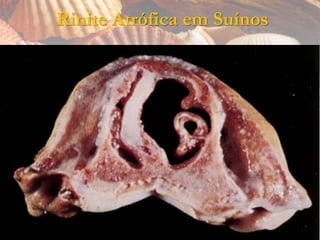 Rinite Atrófica em Suínos
 