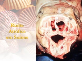Rinite
 Atrófica
em Suínos
 