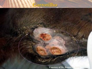 Garrotilho




      Courtesy of Dr. Bonnie R. Rush
 