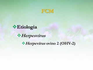 FCM

Etiologia
 Herpesvírus
   Herpevírus ovino 2 (OHV-2)
 