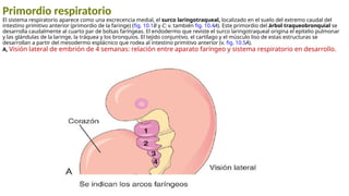 Primordio respiratorio
El sistema respiratorio aparece como una excrecencia medial, el surco laringotraqueal, localizado en el suelo del extremo caudal del
intestino primitivo anterior (primordio de la faringe) (fig. 10.1B y C; v. también fig. 10.4A). Este primordio del árbol traqueobronquial se
desarrolla caudalmente al cuarto par de bolsas faríngeas. El endodermo que reviste el surco laringotraqueal origina el epitelio pulmonar
y las glándulas de la laringe, la tráquea y los bronquios. El tejido conjuntivo, el cartílago y el músculo liso de estas estructuras se
desarrollan a partir del mesodermo esplácnico que rodea al intestino primitivo anterior (v. fig. 10.5A).
A, Visión lateral de embrión de 4 semanas: relación entre aparato faríngeo y sistema respiratorio en desarrollo.
 