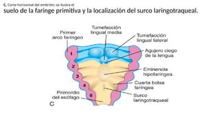 C, Corte horizontal del embrión; se ilustra el
suelo de la faringe primitiva y la localización del surco laringotraqueal.
 
