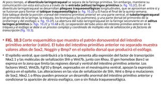 Al poco tiempo, el divertículo laringotraqueal se separa de la faringe primitiva. Sin embargo, mantiene su
comunicación con esta estructura a través de la entrada (aditus) laríngea primitiva (v. fig. 10.2C). En el
divertículo laringotraqueal se desarrollan pliegues traqueoesofágicos longitudinales, que se aproximan entre sí y
se fusionan para formar el tabique traqueoesofágico (v. fig. 10.2D y E) hacia el final de la quinta semana.
Este tabique divide la porción craneal del intestino primitivo anterior en una parte ventral, el tubolaringotraqueal
(el primordio de la laringe, la tráquea, los bronquios y los pulmones), y una parte dorsal (el primordio de la
orofaringe y del esófago; v. fig. 10.2F). La abertura del tubo laringotraqueal en la faringe seconvierte en el aditus
laríngeo primitivo (v. figs. 10.2C y 10.4B a D). La separación del tubo único del intestino primitivo anterior en la
tráquea y el esófago se debe a un proceso complejo y coordinado de múltiples vías de señalización y de factores de
transcripción (fig. 10.3).
• FIG. 10.3 Corte esquemático que muestra el patrón dorsoventral del intestino
primitivo anterior (ratón). El tubo del intestino primitivo anterior no separado muestra
valores altos de Sox2, Noggin y Bmp7 en el epitelio dorsal que producirá el esófago.
• El epitelio ventral, que contribuirá a la tráquea, presenta alta expresión del factor de transcripción
Nkx2.1 y las moléculas de señalización Shh y Wnt7b, junto con Rhou. El gen homebox Barx1 se
expresa en la zona que limita las regiones dorsal y ventral del intestino primitivo anterior. Los
factores Wnt2, Wnt2b, Fgf10 y Bmp4, expresados en el mesénquima ventral, apoyan la expresión
génica en el epitelio. Las alteraciones en las vías de señalización de Shh, Wnt o Bmp o mutaciones
de Sox2, Nkx2.1 o Rhou pueden provocar un desarrollo anormal del intestino primitivo anterior y
condicionar la aparición de atresia esofágica, con o sin fístula traqueoesofágica.
 