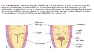 FIG. 10.4 Sucesión de fases en el desarrollo de la laringe. C, A las 6 semanas.D, A las 10 semanas. El epitelio
que reviste la laringe procede del endodermo. Los cartílagos y los músculos de la laringe proceden del
mesénquima correspondiente al cuarto y sexto pares de arcos faríngeos. Se pueden observar los cambios de
forma de la entrada laríngea, que pasa de ser similar a una hendidura a ser una zona de paso con forma de
«T», a medida que prolifera el mesénquima que rodea la laringe en desarrollo.
 