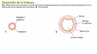 Desarrollo de la tráquea
FIG. 10.5 Cortes transversales a través del tubo laringotraqueal que muestran las fases progresivas en el
desarrollo de la tráquea. A, 4 semanas. B, 10 semanas
 