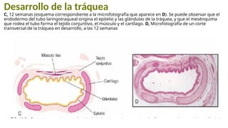 Desarrollo de la tráquea
C, 12 semanas (esquema correspondiente a la microfotografía que aparece en D). Se puede observar que el
endodermo del tubo laringotraqueal origina el epitelio y las glándulas de la tráquea, y que el mesénquima
que rodea el tubo forma el tejido conjuntivo, el músculo y el cartílago. D, Microfotografía de un corte
transversal de la tráquea en desarrollo, a las 12 semanas
 