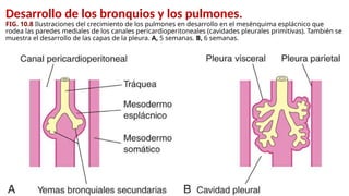 Desarrollo de los bronquios y los pulmones.
FIG. 10.8 Ilustraciones del crecimiento de los pulmones en desarrollo en el mesénquima esplácnico que
rodea las paredes mediales de los canales pericardioperitoneales (cavidades pleurales primitivas). También se
muestra el desarrollo de las capas de la pleura. A, 5 semanas. B, 6 semanas.
 