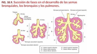FIG. 10.9. Sucesión de fases en el desarrollo de las yemas
bronquiales, los bronquios y los pulmones.
 