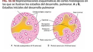 FIG. 10.10 Representaciones esquemáticas de cortes histológicos en
las que se ilustran los estadios del desarrollo. pulmonar. A y B,
Estadios iniciales del desarrollo pulmonar
 