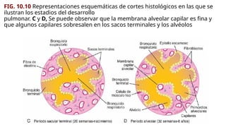 FIG. 10.10 Representaciones esquemáticas de cortes histológicos en las que se
ilustran los estadios del desarrollo
pulmonar. C y D, Se puede observar que la membrana alveolar capilar es fina y
que algunos capilares sobresalen en los sacos terminales y los alvéolos
 