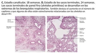 C, Estadio canalicular, 18 semanas. D, Estadio de los sacos terminales, 24 semanas.
Los sacos terminales de pared fina (alvéolos primitivos) se desarrollan en los
extremos de los bronquiolos respiratorios. También destaca el aumento en el número de
capilares y que algunos de ellos están estrechamente relacionados con los alvéolos en
desarrollo
 