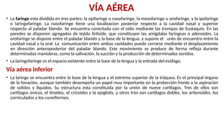 VÍA AÉREA
• La faringe esta dividida en tres partes: la epifaringe o nasofaringe, la mesofaringe u orofaringe, y la ipofaringe
o laringofaringe. La nasofaringe tiene una localizacion posterior respecto a la cavidad nasal y superior
respecto al paladar blando. Se encuentra conectada con el oído mediante las trompas de Eustaquio. En las
paredes se disponen agregados de tejido linfoide, que constituyen las amígdalas faríngeas o adenoides. La
orofaringe se dispone entre el paladar blando y la base de la lengua, y supone el unto de encuentro entre la
cavidad nasal y la oral. La comunicación entre ambas cavidades puede cerrarse mediante el desplazamiento
en dirección anteroposterior del paladar blando. Este movimiento se produce de forma refleja durante
determinadas maniobras, como la salivación, la succión y la producción de determinados sonidos.
• La laringofaringe es el espacio existente entre la base de la lengua y la entrada del esófago.
Vía aérea inferior
• La laringe se encuentra entre la base de la lengua y el extremo superior de la tráquea. Es el principal órgano
de la fonación, aunque también desempeña un papel muy importante en la protección frente a la aspiración
de solidos y líquidos. Su estructura esta constituida por la unión de nueve cartílagos. Tres de ellos son
cartílagos únicos, el tiroides, el cricoides y la epiglotis, y otros tres son cartílagos dobles, los aritenoides, los
corniculados y los cuneiformes.
 