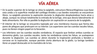 VÍA AÉREA
• En la parte superior de la laringe se sitúa la epiglotis, estructura fibrocartilaginosa cuya base
esta unida a la superficie medial del cartílago tiroides y sus bordes restantes se encuentran
libres. La epiglotis previene la aspiración durante la deglución desplazándose hacia atras y
abajo, aunque no ocluye totalmente la entrada de la laringe, sino que desvia lateralmente el
bolo alimentario. Por ello es posible la deglución sin aspiración en ausencia de la epiglotis.
• El interior de la laringe se encuentra tapizado por una membrana mucosa que forma dos
pares de pliegues que protruyen en su interior. Los superiores son las cuerdas vocales falsas,
pues no tienen ningún papel en la fonación.
• Los inferiores son las cuerdas vocales verdaderas. El espacio que limitan ambas cuerdas se
denomina glotis. Las cuerdas vocales, tanto las verdaderas como las falsas, se yuxtaponen
durante la deglución. Las cuerdas se abren durante la inspiración profunda y tienden a
cerrarse en la espiración, aunque persiste cierta abertura de la glotis. La laringe también
tiene un papel destacado en la maniobra de la tos.
 