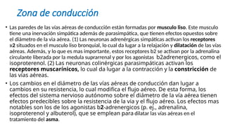 Zona de conducción
• Las paredes de las vías aéreas de conducción están formadas por musculo liso. Este musculo
tiene una inervación simpática además de parasimpática, que tienen efectos opuestos sobre
el diámetro de la via aérea. (1) Las neuronas adrenérgicas simpáticas activan los receptores
2 situados en el musculo liso bronquial, lo cual da lugar a la relajación y dilatación de las vías
aéreas. Además, y lo que es mas importante, estos receptores b2 se activan por la adrenalina
circulante liberada por la medula suprarrenal y por los agonistas b2adrenergicos, como el
isoproterenol. (2) Las neuronas colinérgicas parasimpáticas activan los
receptores muscarínicos, lo cual da lugar a la contracción y la constricción de
las vías aéreas.
• Los cambios en el diámetro de las vías aéreas de conducción dan lugar a
cambios en su resistencia, lo cual modifica el flujo aéreo. De esta forma, los
efectos del sistema nervioso autónomo sobre el diámetro de la vía aérea tienen
efectos predecibles sobre la resistencia de la via y el flujo aéreo. Los efectos mas
notables son los de los agonistas b2-adrenergicos (p. ej., adrenalina,
isoproterenol y albuterol), que se emplean para dilatar las vías aéreas en el
tratamiento del asma.
 