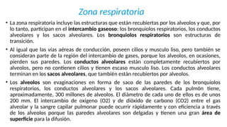 Zona respiratoria
• La zona respiratoria incluye las estructuras que están recubiertas por los alveolos y que, por
lo tanto, participan en el intercambio gaseoso: los bronquiolos respiratorios, los conductos
alveolares y los sacos alveolares. Los bronquiolos respiratorios son estructuras de
transición.
• Al igual que las vías aéreas de conducción, poseen cilios y musculo liso, pero también se
consideran parte de la región del intercambio de gases, porque los alveolos, en ocasiones,
pierden sus paredes. Los conductos alveolares están completamente recubiertos por
alveolos, pero no contienen cilios y tienen escaso musculo liso. Los conductos alveolares
terminan en los sacos alveolares, que también están recubiertos por alveolos.
• Los alveolos son evaginaciones en forma de saco de las paredes de los bronquiolos
respiratorios, los conductos alveolares y los sacos alveolares. Cada pulmón tiene,
aproximadamente, 300 millones de alveolos. El diámetro de cada uno de ellos es de unos
200 mm. El intercambio de oxigeno (O2) y de dióxido de carbono (CO2) entre el gas
alveolar y la sangre capilar pulmonar puede ocurrir rápidamente y con eficiencia a través
de los alveolos porque las paredes alveolares son delgadas y tienen una gran área de
superficie para la difusión.
 