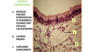 EPITELIO
RESPIRATORIO
a. EPITELIO
PSEUDO
ESTRATIFICAD
O CILINDRICO
CILIADO CON
CELULAS
CALICIFORMES
b. LAMINA
PROPIA
c. CAPILARES
SANGUINEOS
a
c
b
 
