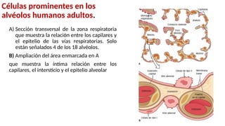 Células prominentes en los
alvéolos humanos adultos.
A) Sección transversal de la zona respiratoria
que muestra la relación entre los capilares y
el epitelio de las vías respiratorias. Solo
están señalados 4 de los 18 alvéolos.
B) Ampliación del área enmarcada en A
que muestra la íntima relación entre los
capilares, el intersticio y el epitelio alveolar
 