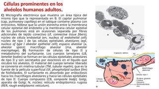 Células prominentes en los
alvéolos humanos adultos.
C) Micrografía electrónica que muestra un área típica del
mismo tipo que la representada en B. El capilar pulmonar
(cap, pulmonary capillary) en el tabique contiene plasma con
eritrocitos. Nótese que la unión estrecha entre la membrana
celular epitelial del endotelio y la membrana celular epitelial
de los pulmones está en ocasiones separada por fibras
adicionales de tejido conectivo (cf, connective tissue fibers);
núcleo de célula endotelial (en, nucleus of endothelial cell);
núcleo de tipo I de las células epiteliales alveolares (epl,
nucleus of type I alveolar epithelial cell); espacio alveolar (a,
alveolar space); macrófago alveolar (ma, alveolar
macrophage). D) Formación de células de tipo II y
metabolismo del surfactante. Los cuerpos lamelares (LB,
lamellar bodies) se forman en las células epiteliales alveolares
de tipo II y son secretados por exocitosis en el líquido que
recubre los alvéolos. El material del cuerpo lamelar liberado
se convierte en mielina tubular (TM, tubular myelin), que es la
fuente de la película superficial (SF, phospholipid surface film)
de fosfolípidos. El surfactante es absorbido por endocitosis
hacia los macrófagos alveolares y hacia las células epiteliales
de tipo II. Cuerpo compuesto (CB, composite body); Golgi,
aparato de Golgi; N, núcleo; retículo endoplásmico rugoso
(RER, rough endoplasmic reticulum).
 