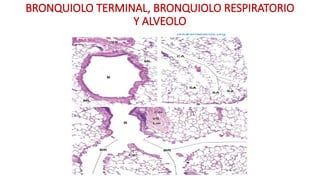 BRONQUIOLO TERMINAL, BRONQUIOLO RESPIRATORIO
Y ALVEOLO
 