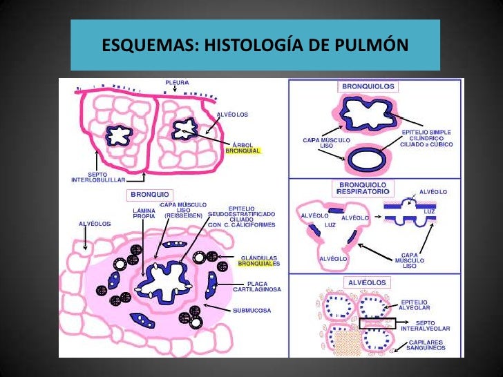 Respiratorio histologia