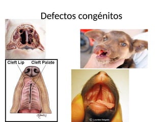 Comprehensive Overview of Systemic Respiratory Pathology in Animals | PPTX