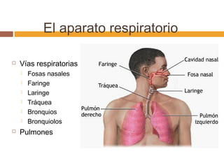El aparato respiratorio
 Vías respiratorias
 Fosas nasales
 Faringe
 Laringe
 Tráquea
 Bronquios
 Bronquiolos
 Pulmones
 
