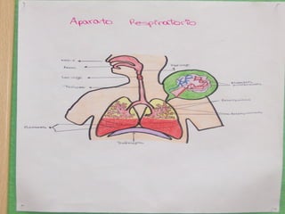 Respiratorio y excretor