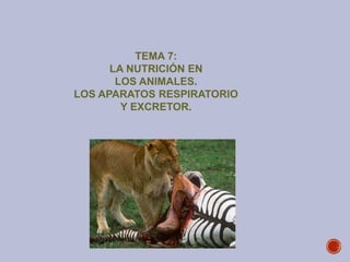 TEMA 7:
LA NUTRICIÓN EN
LOS ANIMALES.
LOS APARATOS RESPIRATORIO
Y EXCRETOR.
 