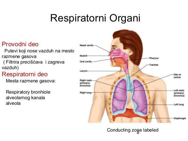 Respiratorni sistem čoveka