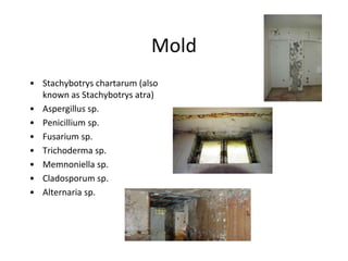 Mold
• Stachybotrys chartarum (also
known as Stachybotrys atra)
• Aspergillus sp.
• Penicillium sp.
• Fusarium sp.
• Trichoderma sp.
• Memnoniella sp.
• Cladosporum sp.
• Alternaria sp.
 