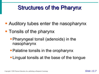 Structures of the Pharynx Slide 13.7 Copyright © 2003 Pearson Education, Inc. publishing as Benjamin Cummings Auditory tubes enter the nasopharynx Tonsils of the pharynx Pharyngeal tonsil (adenoids) in the nasopharynx Palatine tonsils in the oropharynx Lingual tonsils at the base of the tongue 