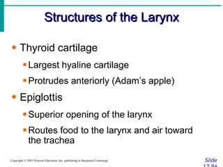 Structures of the Larynx Slide 13.9a Copyright © 2003 Pearson Education, Inc. publishing as Benjamin Cummings Thyroid cartilage Largest hyaline cartilage Protrudes anteriorly (Adam’s apple) Epiglottis Superior opening of the larynx Routes food to the larynx and air toward the trachea 