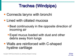 Trachea (Windpipe) Slide 13.10 Copyright © 2003 Pearson Education, Inc. publishing as Benjamin Cummings Connects larynx with bronchi Lined with ciliated mucosa Beat continuously in the opposite direction of incoming air Expel mucus loaded with dust and other debris away from lungs Walls are reinforced with C-shaped hyaline cartilage 