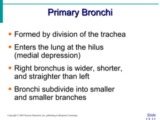 Primary Bronchi Slide 13.11 Copyright © 2003 Pearson Education, Inc. publishing as Benjamin Cummings Formed by division of the trachea Enters the lung at the hilus  (medial depression) Right bronchus is wider, shorter,  and straighter than left Bronchi subdivide into smaller  and smaller branches 
